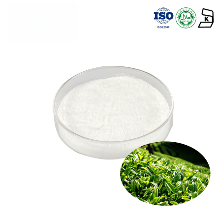 Green Tea Leaf Extract L-theanine 20% -40% HPLC