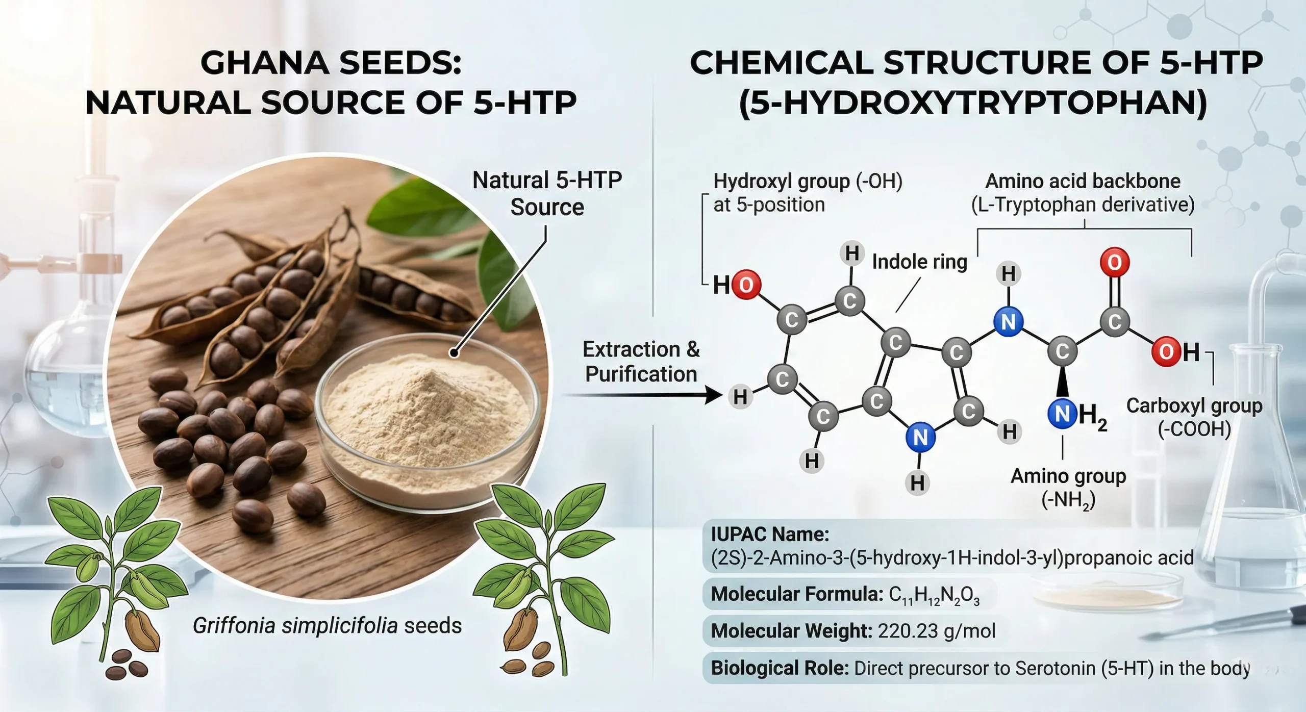 Griffonia Seed Extract for Mood and Sleep: The Definitive Guide to 5-HTP and Serotonin Synthesis