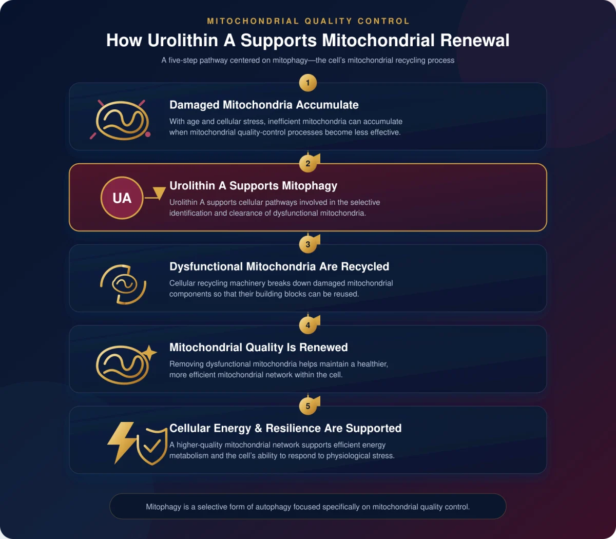 Urolithin A Mitophagy Mechanism