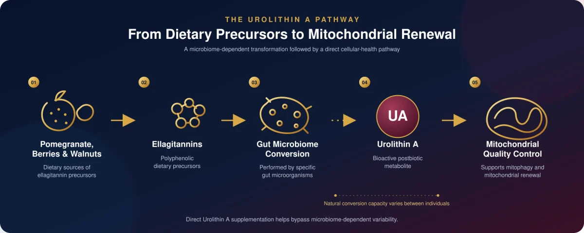 Urolithin A Pathway