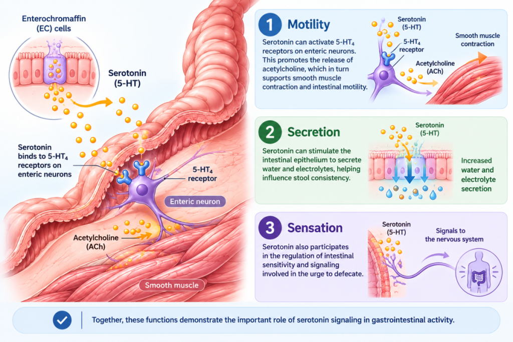 Serotonin’s Three Key Roles in the Gut: Pacemaker · Lubricant · Messenger