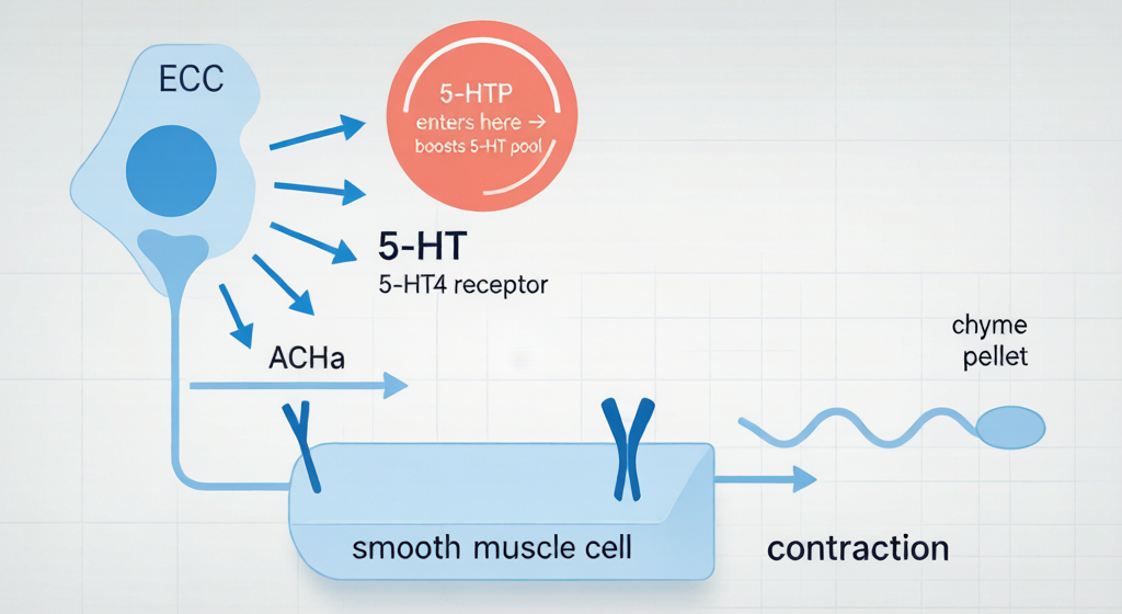 5-HTP Mechanism:Upstream Precursor Supplementation → Increased Serotonin Availability → Activation of the Gut Motility Signaling Cascade